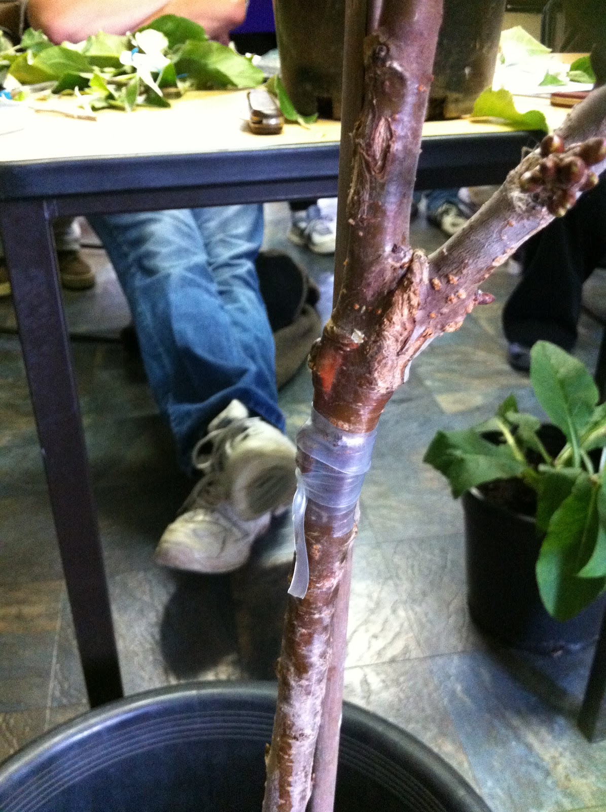 Living In The Land Of Oz Fruit Tree Management For Beginners